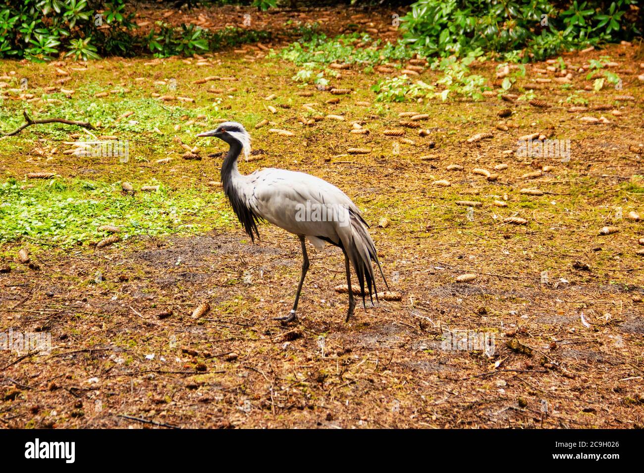 Vue d'une grue demoiselle, Anthropoides virgo, la plus petite espèce de la famille des grues, Gruidae Banque D'Images