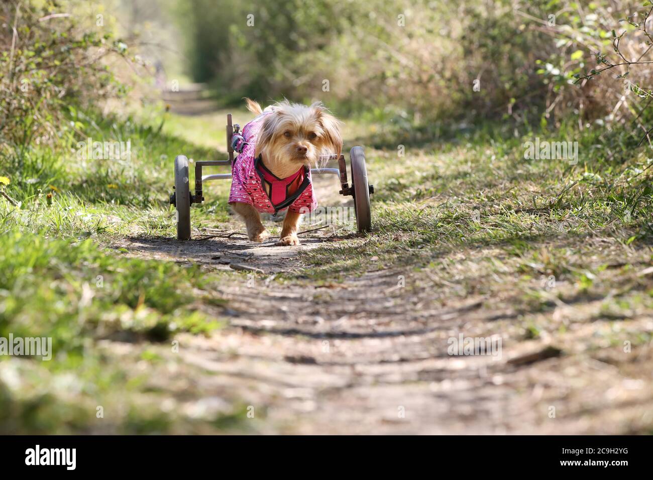 Chien handicapé avec fauteuil roulant, Allemagne Banque D'Images