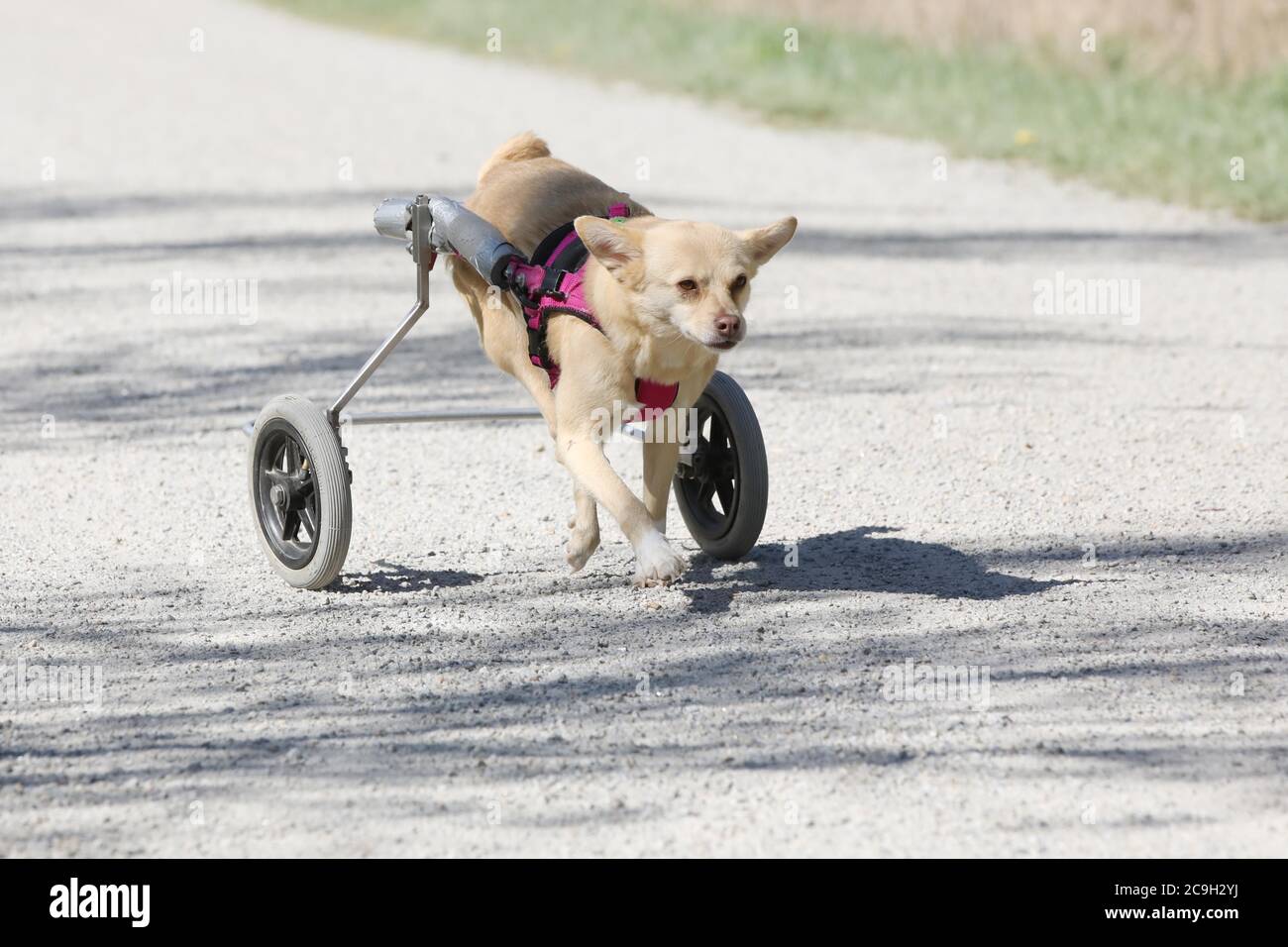 Chien handicapé avec fauteuil roulant, Allemagne Banque D'Images