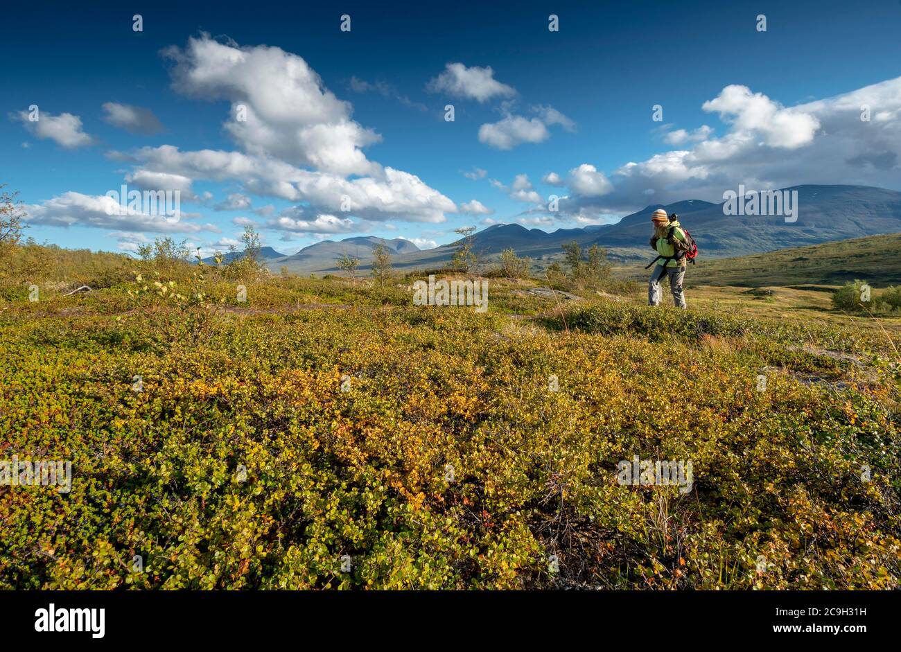 Randonnée féminine dans un paysage large, parc national d'Abisko, Bjoerkliden, Norrbotten laen, Suède Banque D'Images