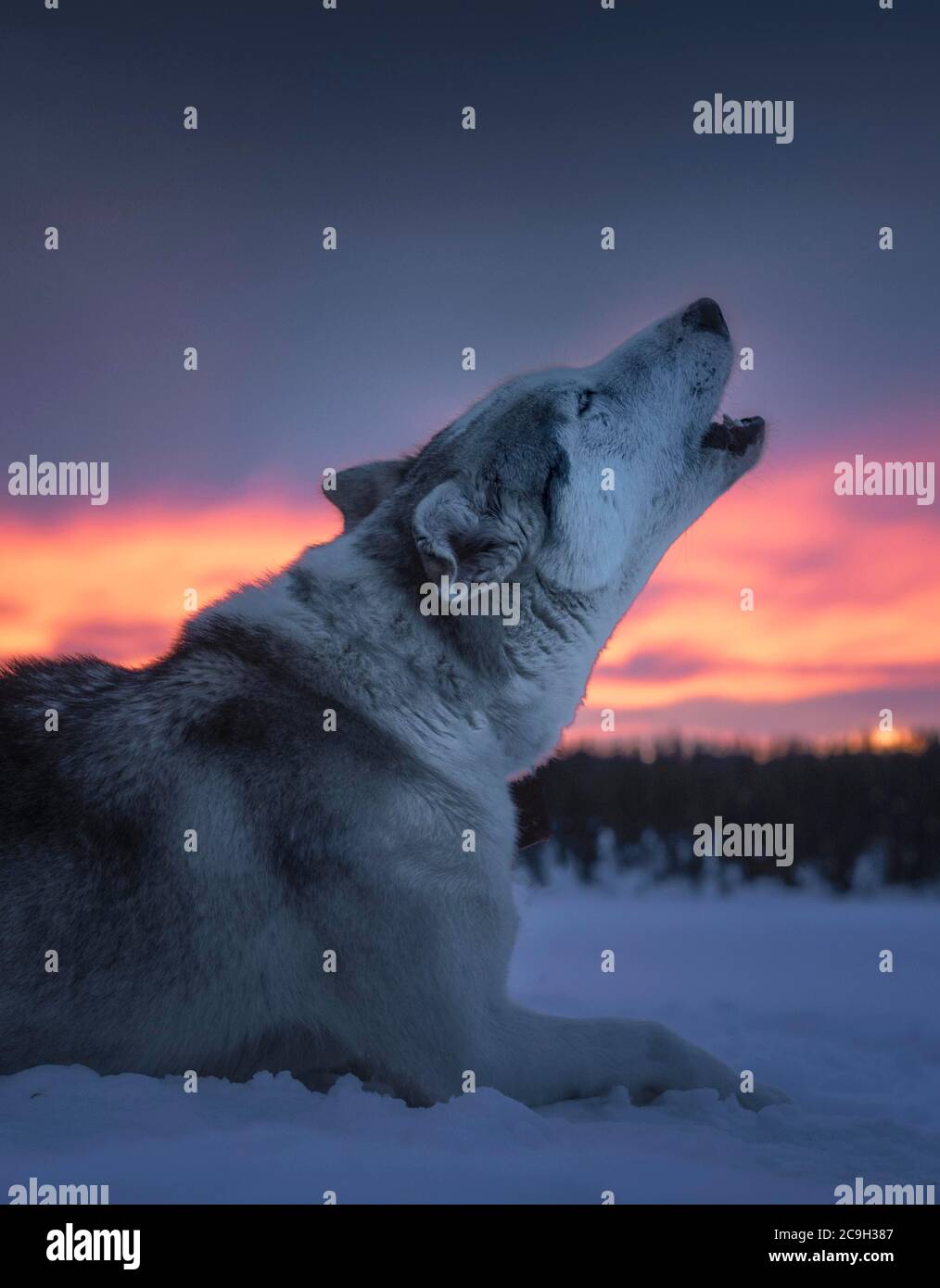 Husky howls, Skaulo, Norrbotten laen, Suède Banque D'Images