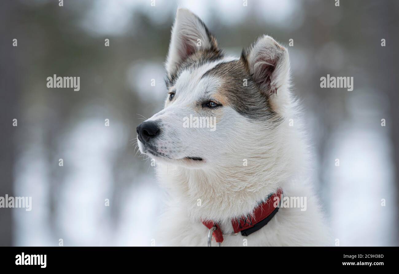 Portrait Husky blanc avec col, Skaulo, Norrbotten laen, Suède Banque D'Images