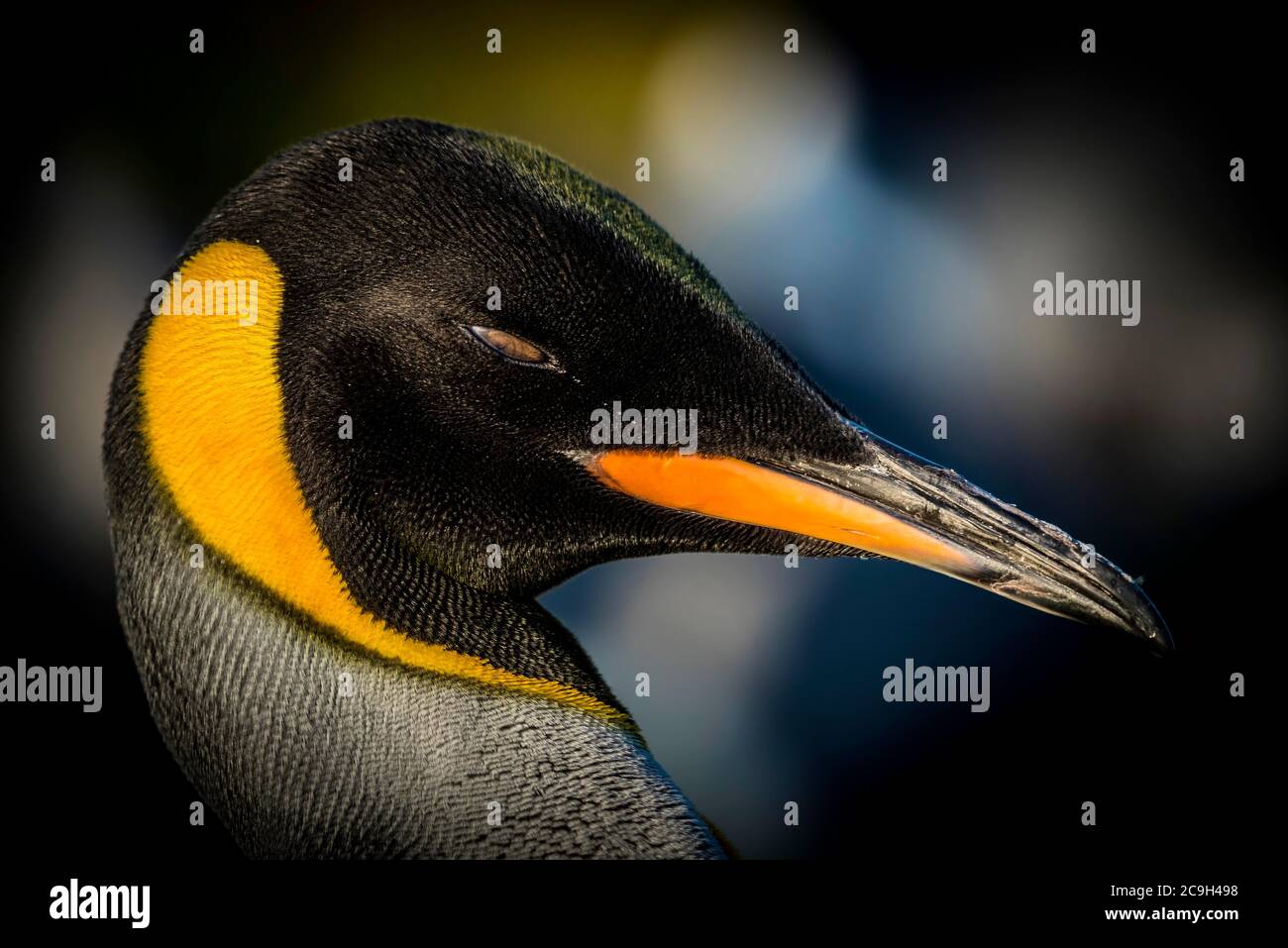 Pingouin royal (Aptenodytes patagonicus), portrait, Volunteer point, îles Falkland Banque D'Images