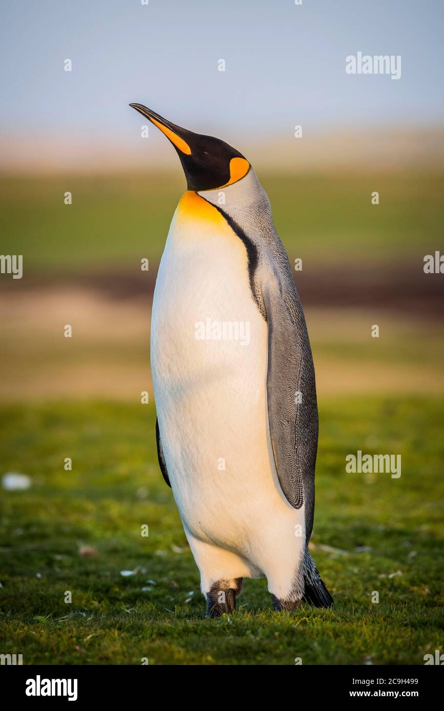 Le pingouin roi (Aptenodytes patagonicus) est dans un pré, Volunteer point, îles Falkland Banque D'Images