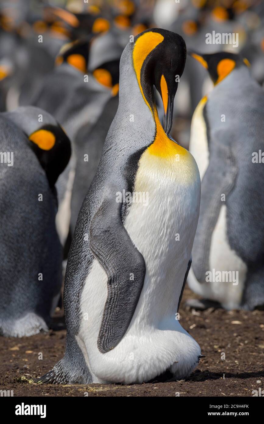 Pingouin royal (Aptenodytes patagonicus) avec pli abdominal pendant l'éclosion, soins de plumage, colonie de reproduction, Volunteer point, îles Falkland Banque D'Images