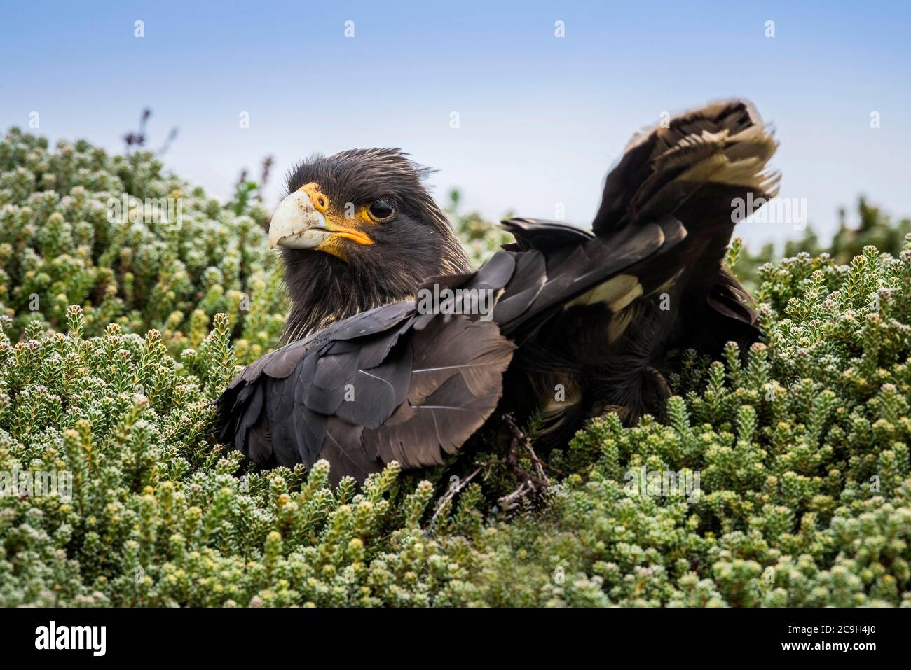 Caracara striée (Phalcoboenus australis), île de Saunders, îles Falkland, Royaume-Uni Banque D'Images