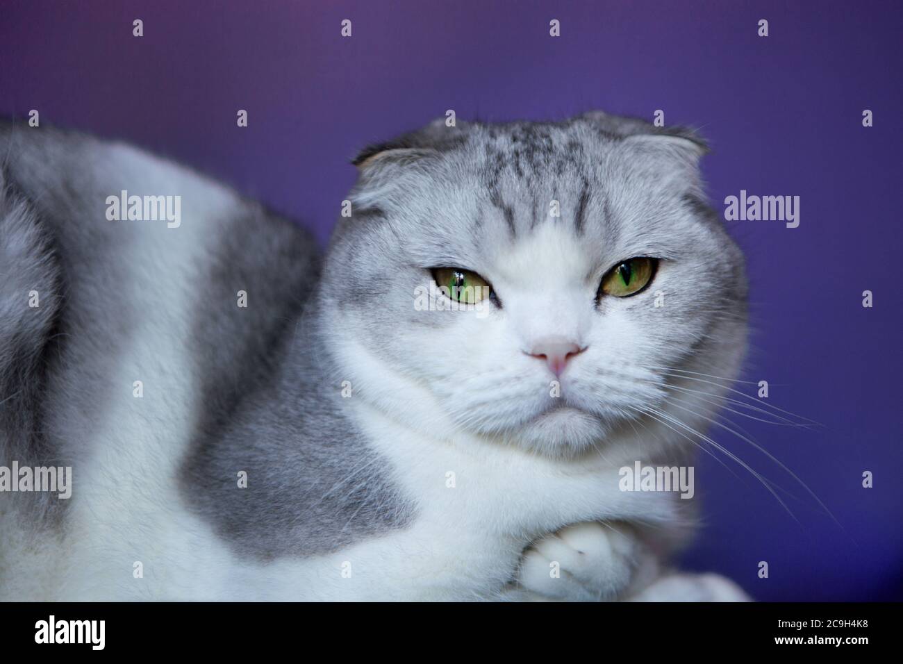 Blanc chat britannique pliure-Scottish Shorthair chat sur un fond bleu. Pli britannique chat blanc Banque D'Images