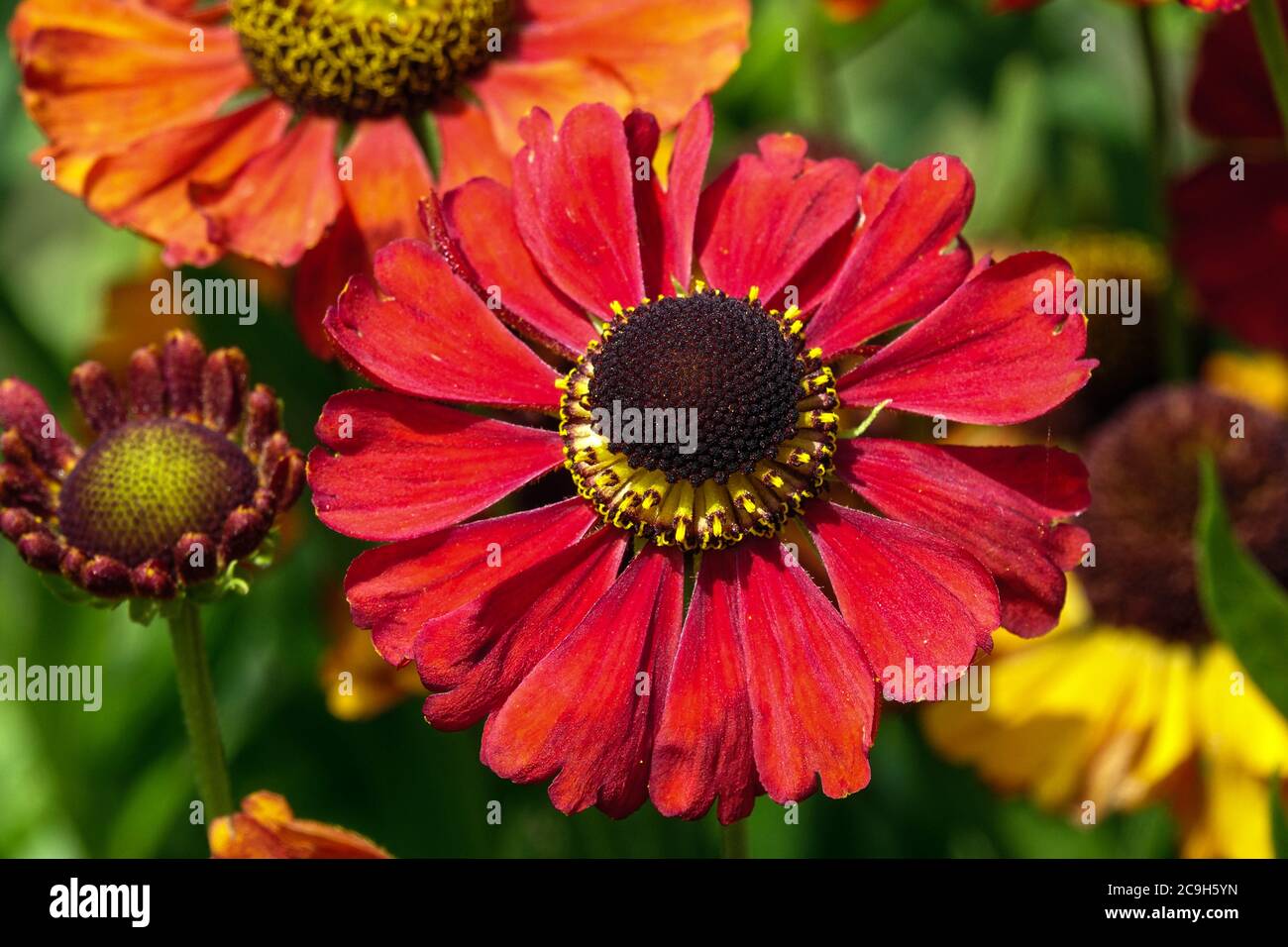 Red Helenium gros plan fleur endurci vivace Banque D'Images