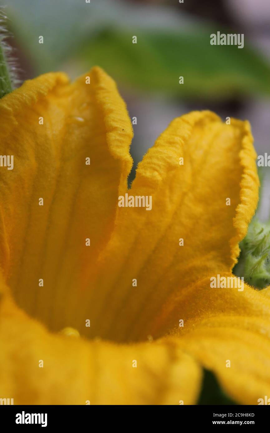 Jardin urbain biologique d'une énorme plante de courge de citrouille en fleur d'oranger dans l'arrière-cour. Banque D'Images