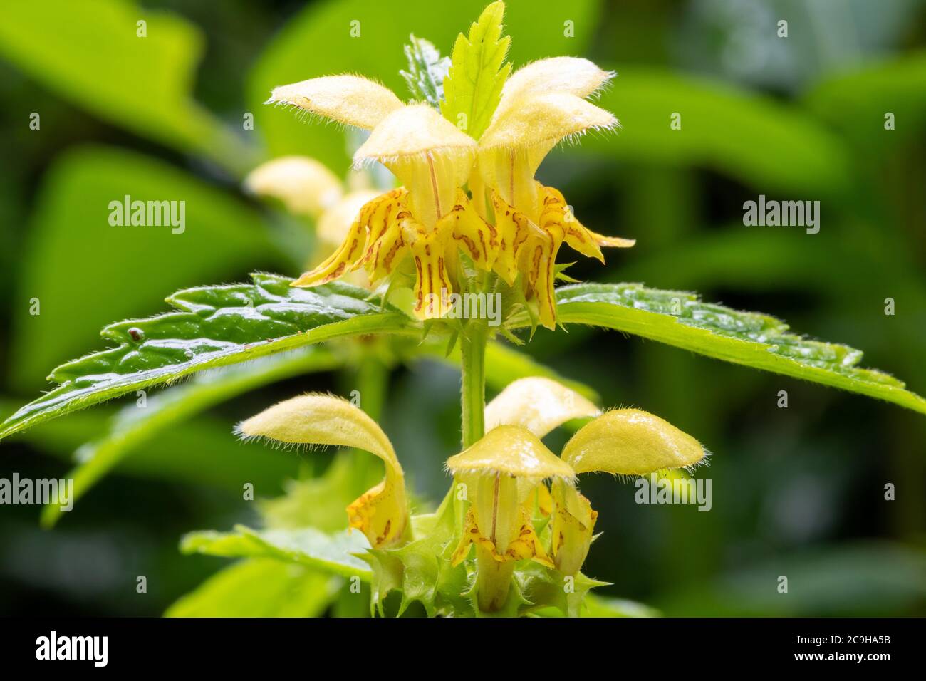 Photo macro de fleurs jaunes sur une plante archange jaune (lamium galeobdolona) Banque D'Images