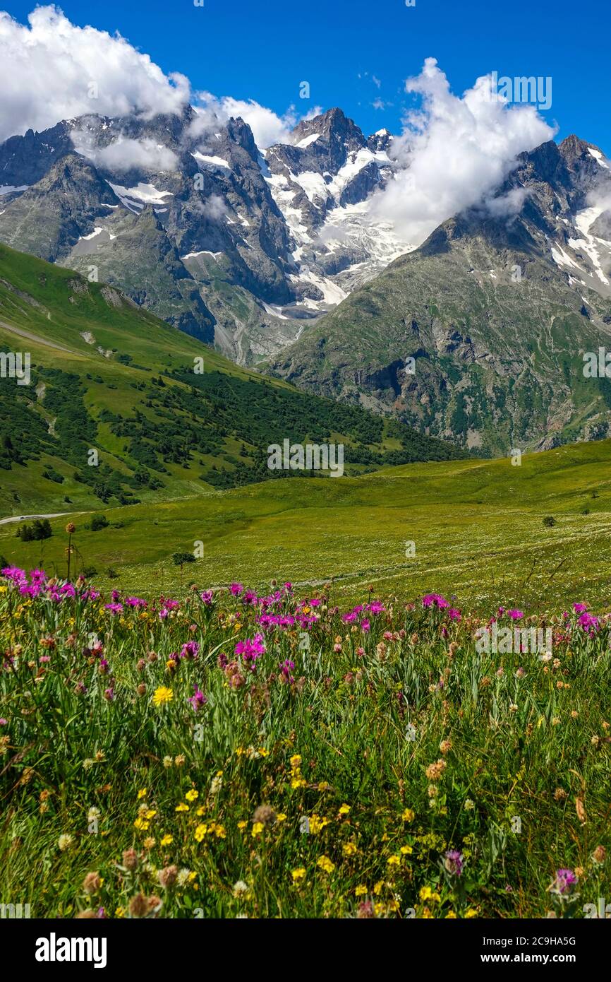 Prairies verdoyantes, fleurs alpines et pics alpins, Parc national des Ecrins, Alpes françaises, France Banque D'Images