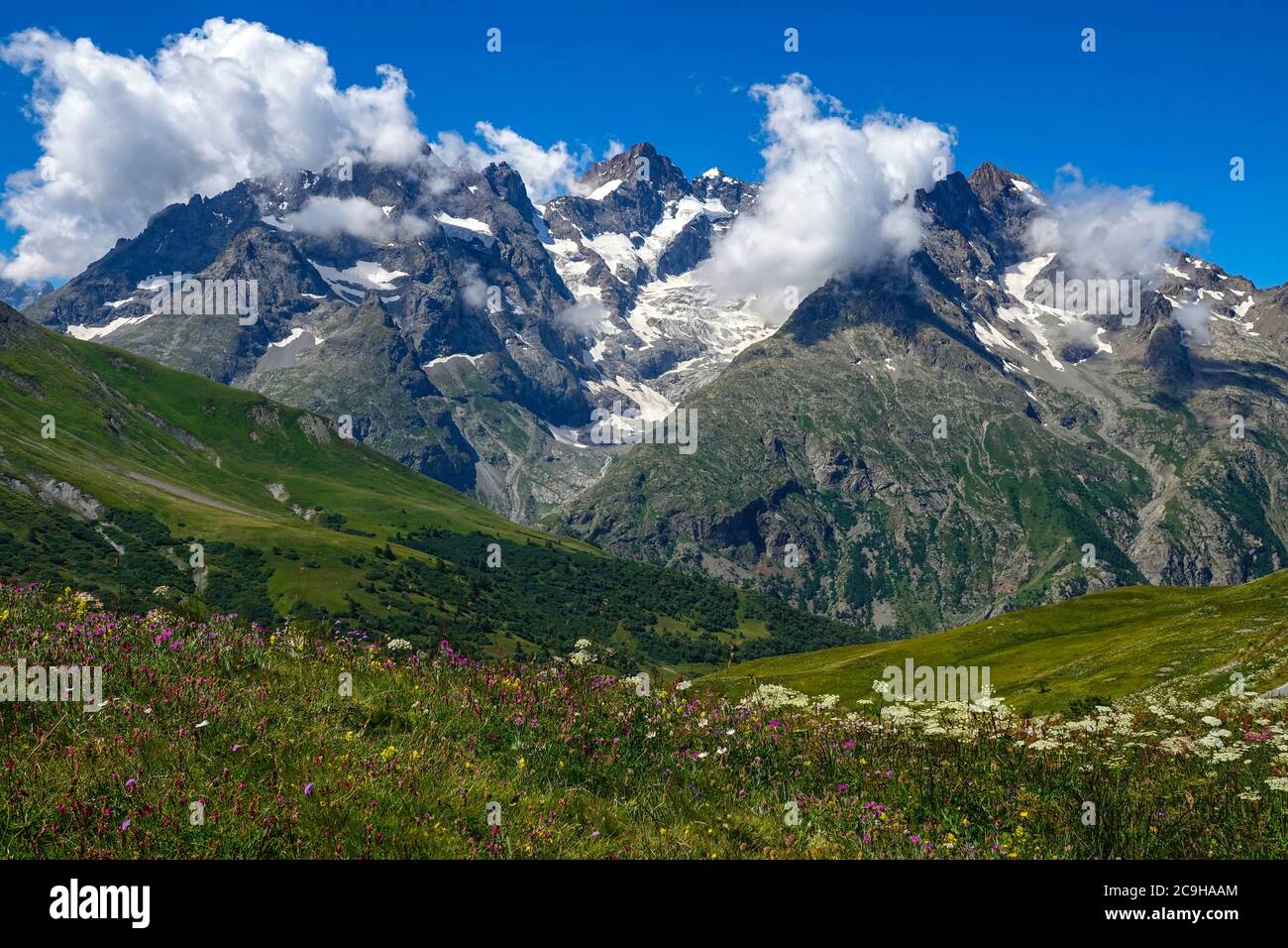 Prairies verdoyantes, fleurs alpines et pics alpins, Parc national des Ecrins, Alpes françaises, France Banque D'Images