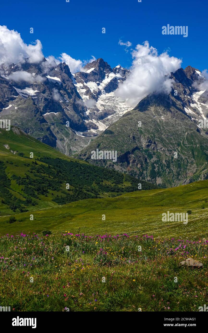 Prairies verdoyantes, fleurs alpines et pics alpins, Parc national des Ecrins, Alpes françaises, France Banque D'Images