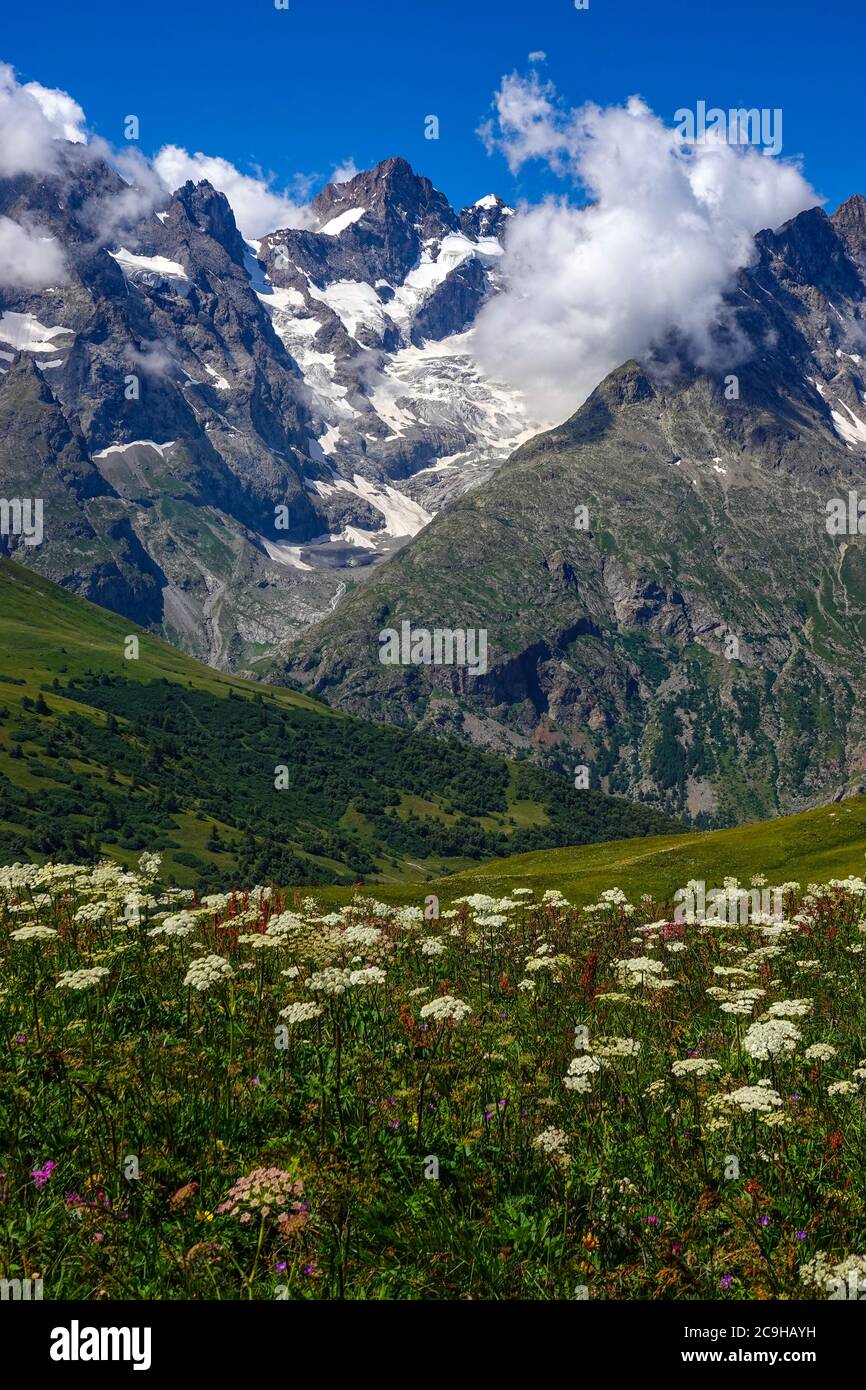 Prairies verdoyantes, fleurs alpines et pics alpins, Parc national des Ecrins, Alpes françaises, France Banque D'Images