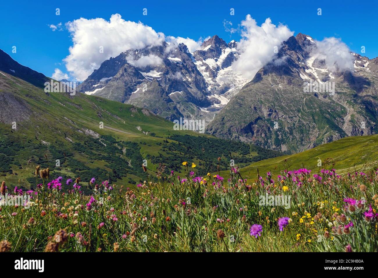 Prairies verdoyantes, fleurs alpines et pics alpins, Parc national des Ecrins, Alpes françaises, France Banque D'Images