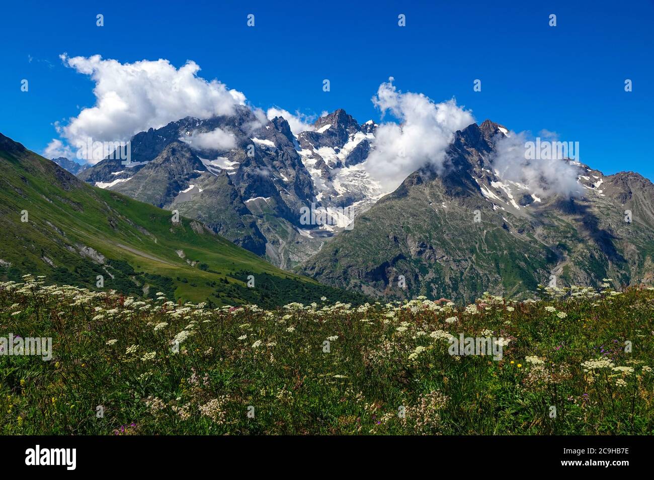 Prairies verdoyantes, fleurs alpines et pics alpins, Parc national des Ecrins, Alpes françaises, France Banque D'Images