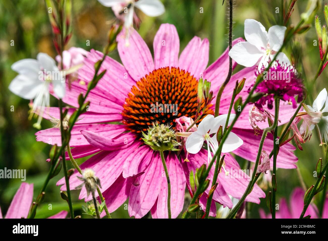 Echinacea purpurea Gaura Banque D'Images
