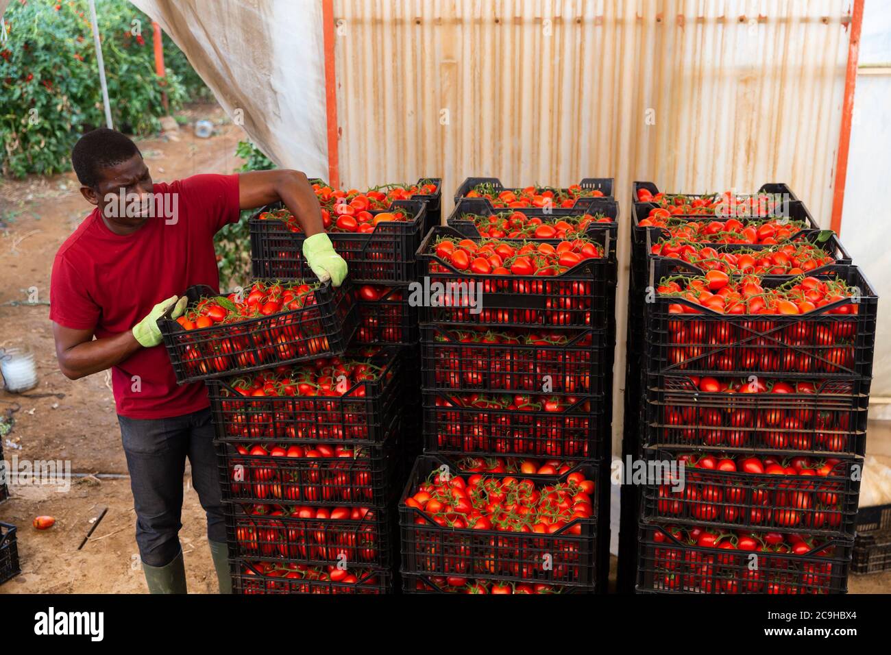 Un horticulteur afro-américain compétent qui organise des tomates rouges fraîchement récoltées dans des caisses dans un entrepôt de serre Banque D'Images