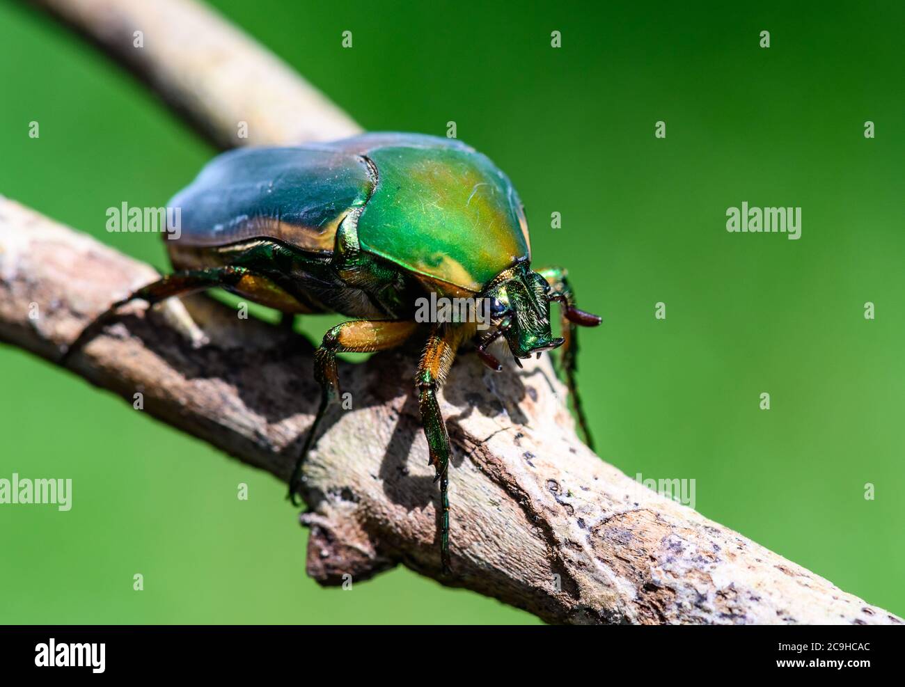 Gros plan d'une couleur Green June Beetle (Cotinis nitida) sur une branche . Texas, États-Unis. Banque D'Images