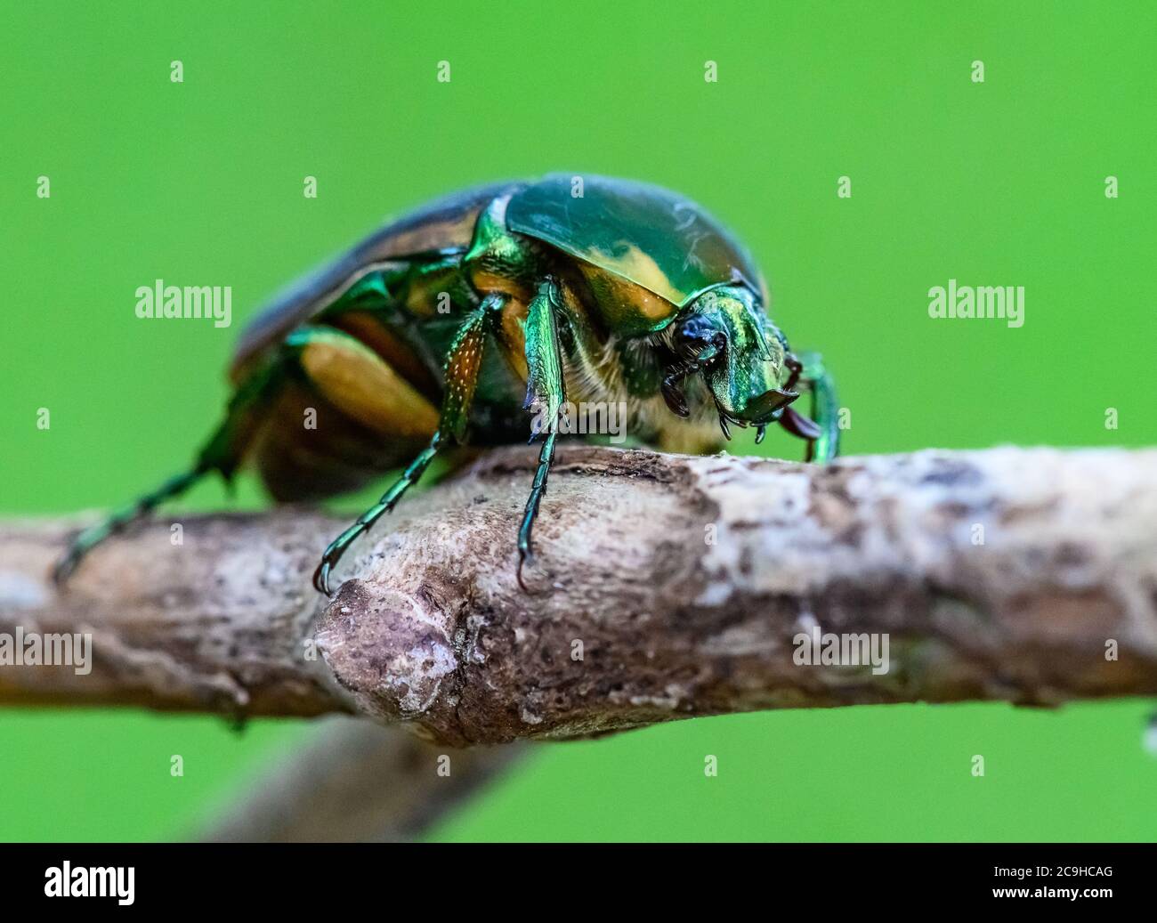 Gros plan d'une couleur Green June Beetle (Cotinis nitida) sur une branche . Texas, États-Unis. Banque D'Images