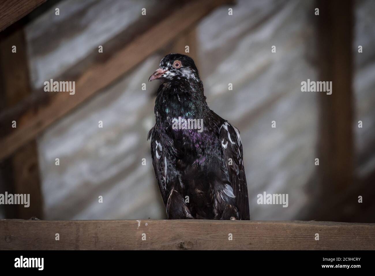 Waldviertel cropper pigeon (Waldviertler Kröpfer), une race autrichienne de pidgeon en danger critique d'extinction Banque D'Images Waldviertel cropper pigeon (Waldviertler Kröpfer), une race autrichienne de pidgeon en danger critique d'extinction Banque D'Images