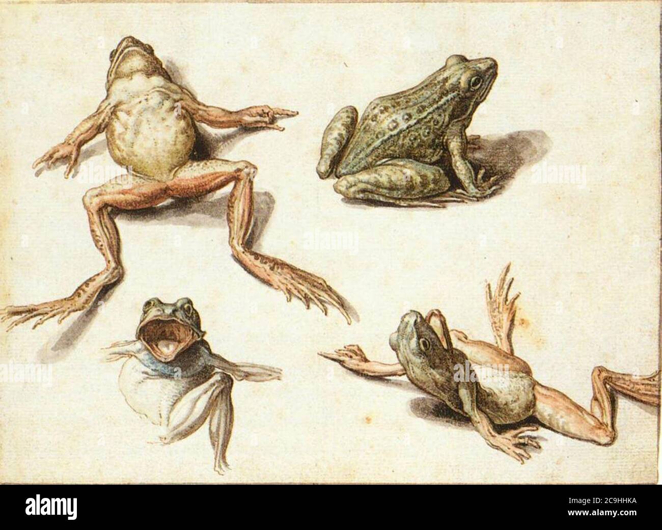 Jacob de Gheyn (II) - quatre études de grenouilles Banque D'Images