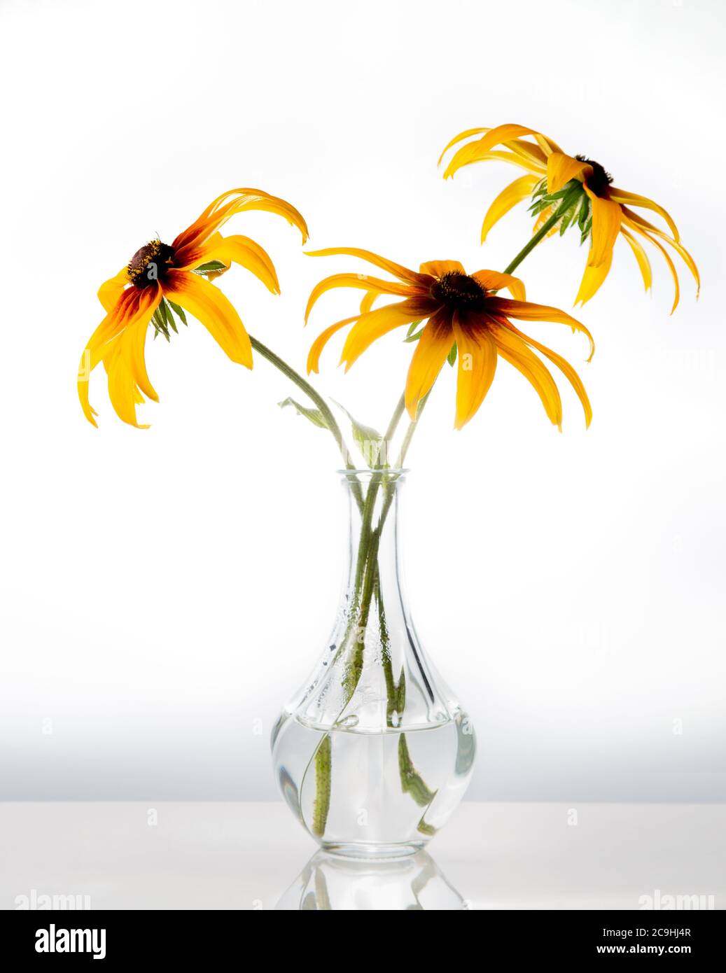 Les jardins d'orange pâquerettes rudbeckia la Susan à yeux noirs fleurit dans un vase Banque D'Images