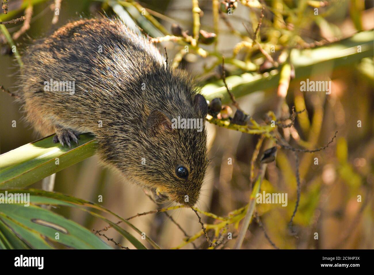 Baies sauvages de palmier à manger de rat Banque D'Images