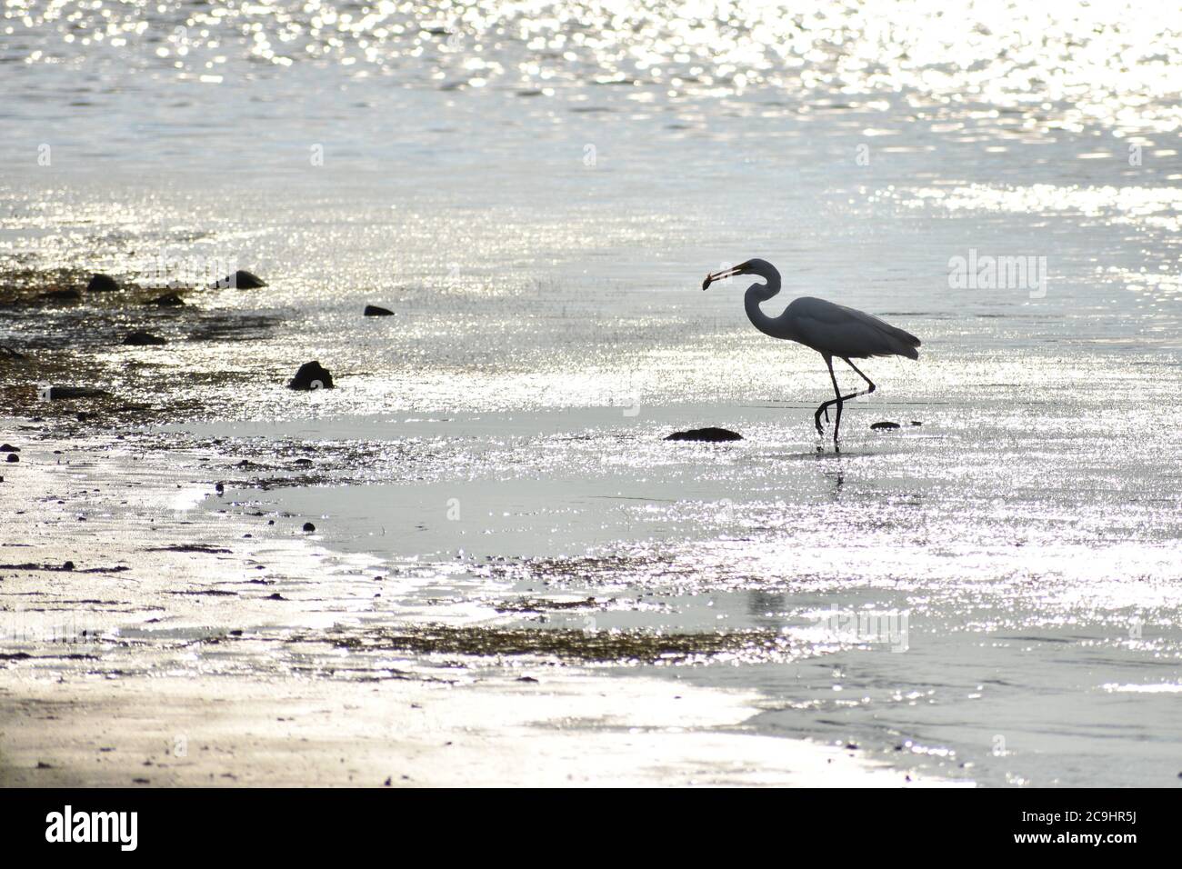 Grue avec poisson au terrain de jeux de Bonita Bay Banque D'Images