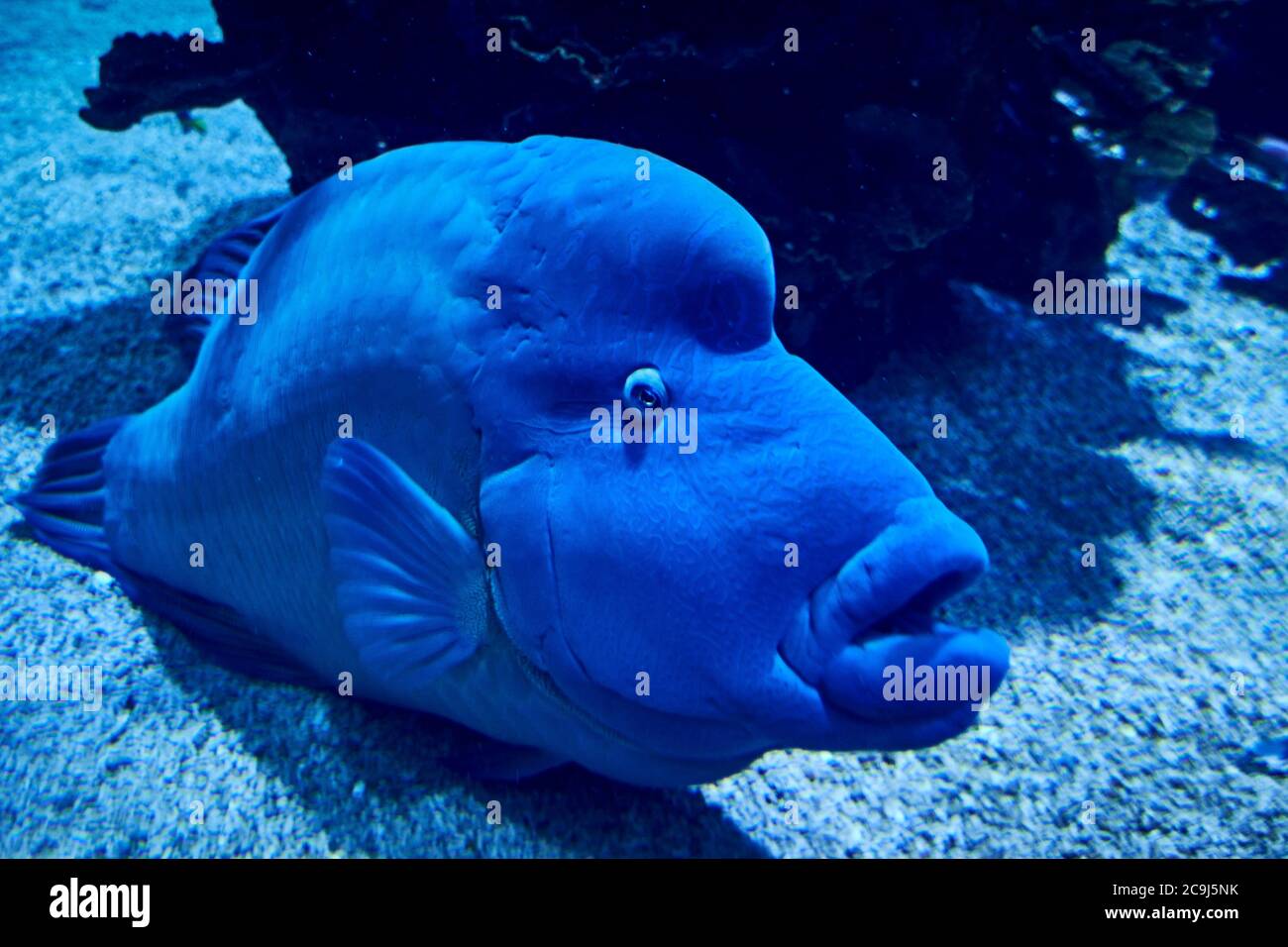 Napoléon poissons nageant sur le sable de mer, bleu, lumineux, grand Banque D'Images