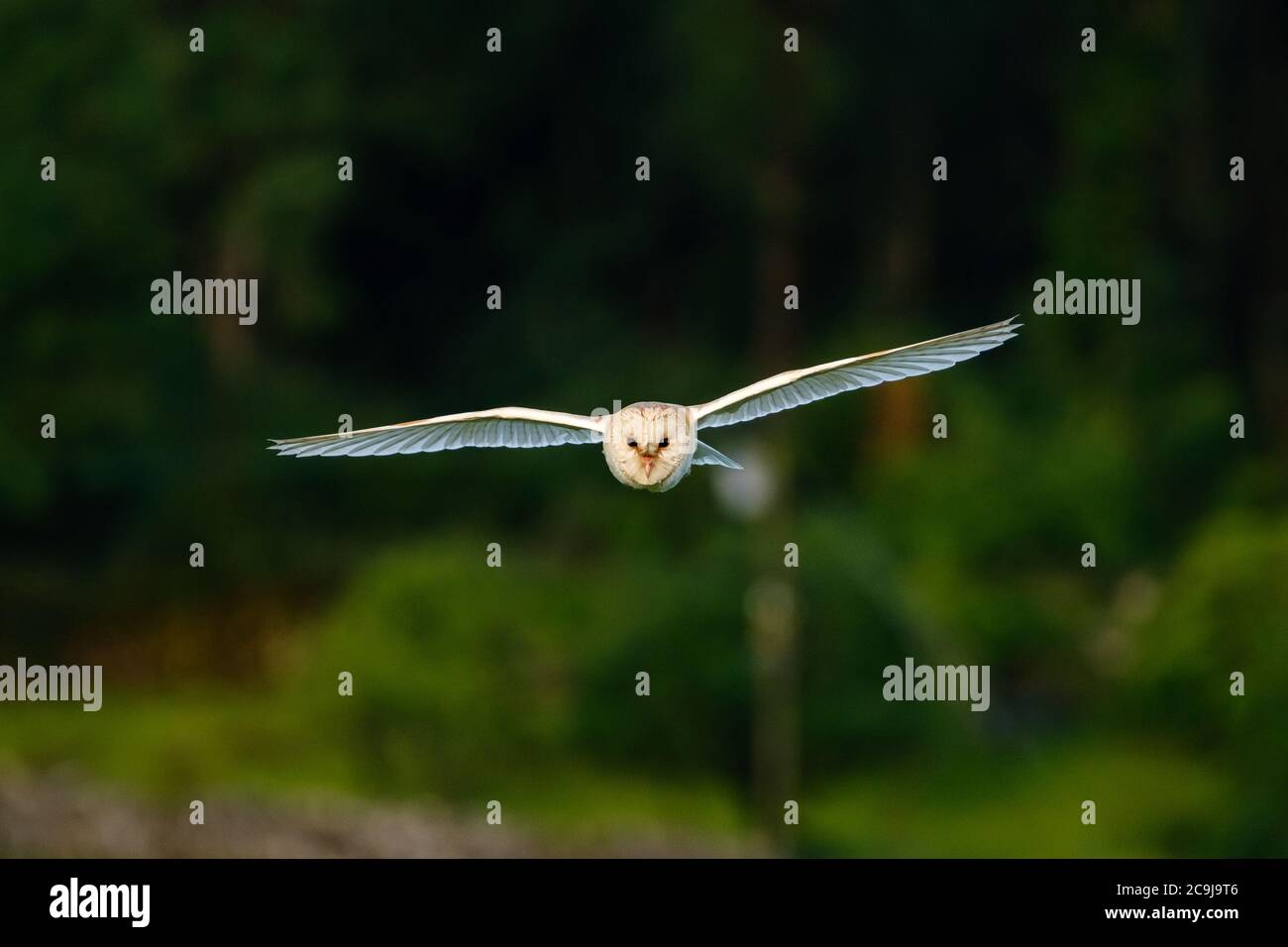 Wild Barn Owl en vol Banque D'Images