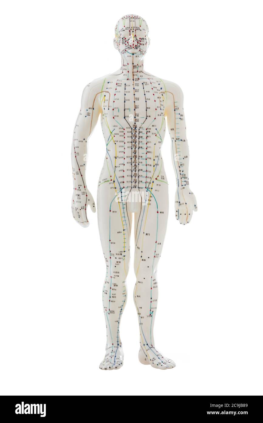 Modèle d'acupuncture sur fond blanc. Banque D'Images