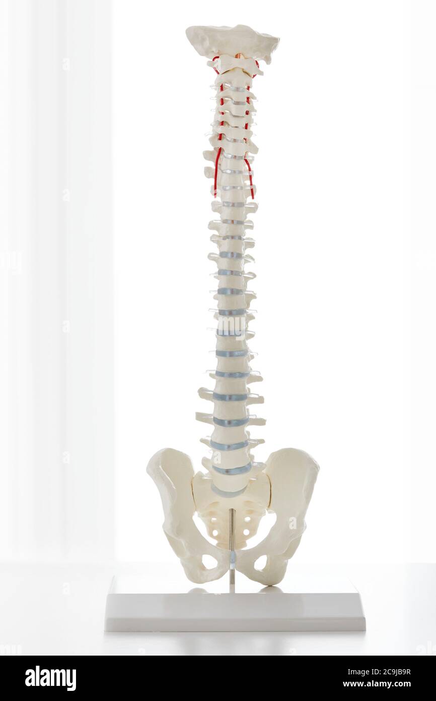 Modèle de la colonne vertébrale humaine. Banque D'Images