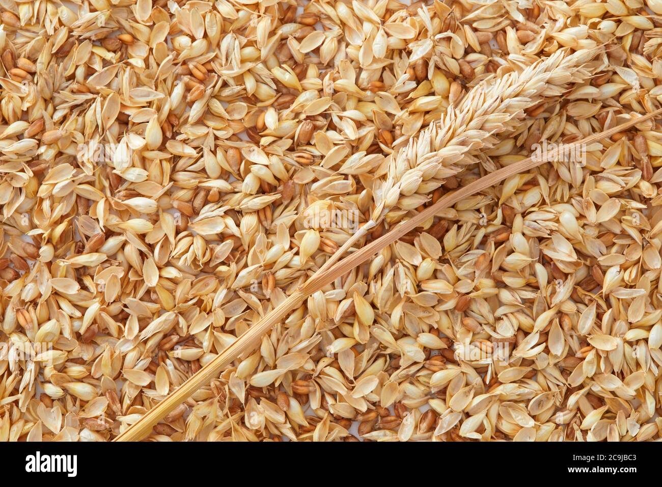 Grains de blé, plein châssis. Banque D'Images