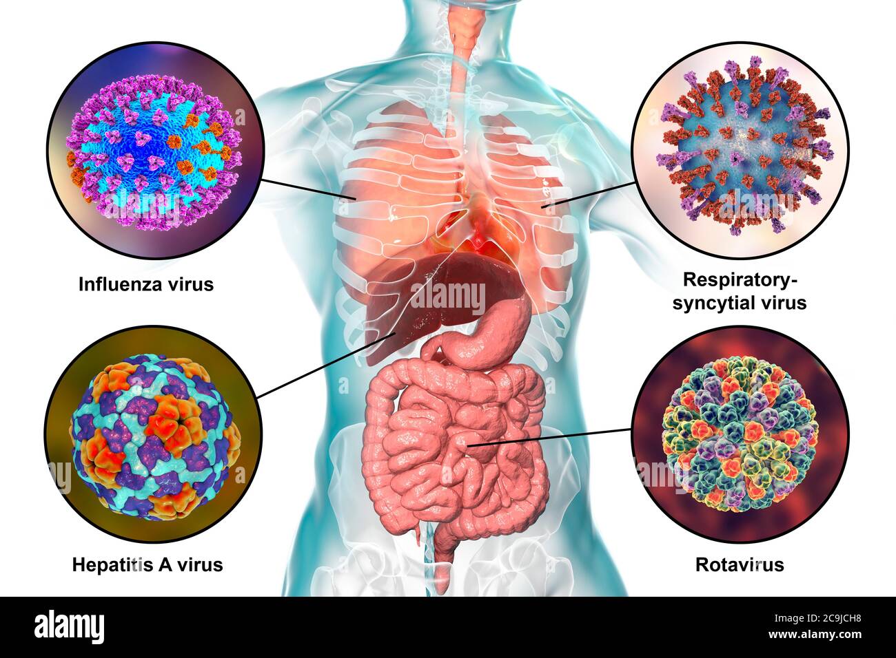 Virus pathogènes humains causant des infections respiratoires et entériques, illustration informatique. Virus de la grippe (en haut à gauche), virus respiratoire syncytial (t Banque D'Images