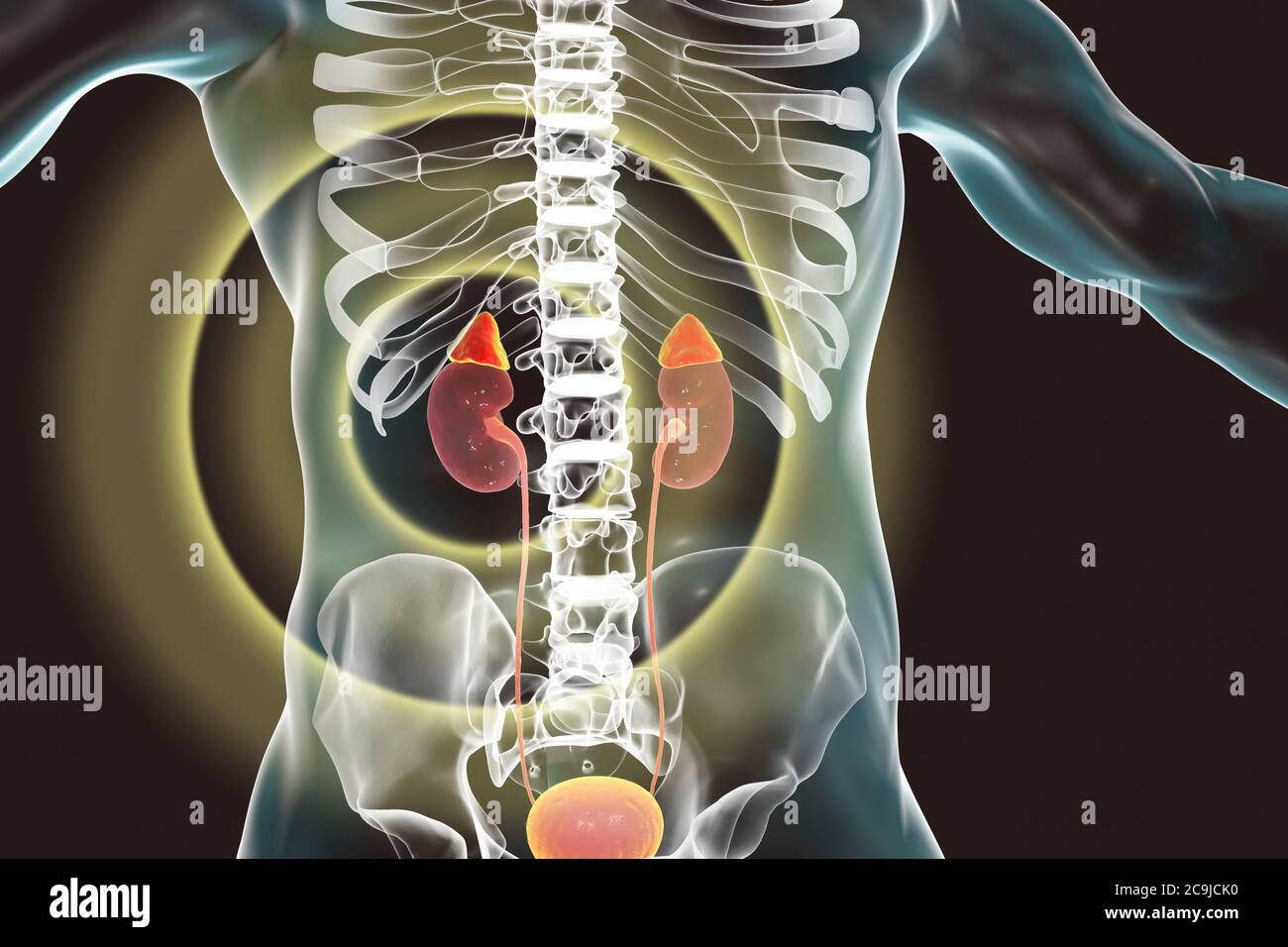 Rein et glandes surrénales mis en évidence à l'intérieur du corps humain, illustration informatique. Banque D'Images