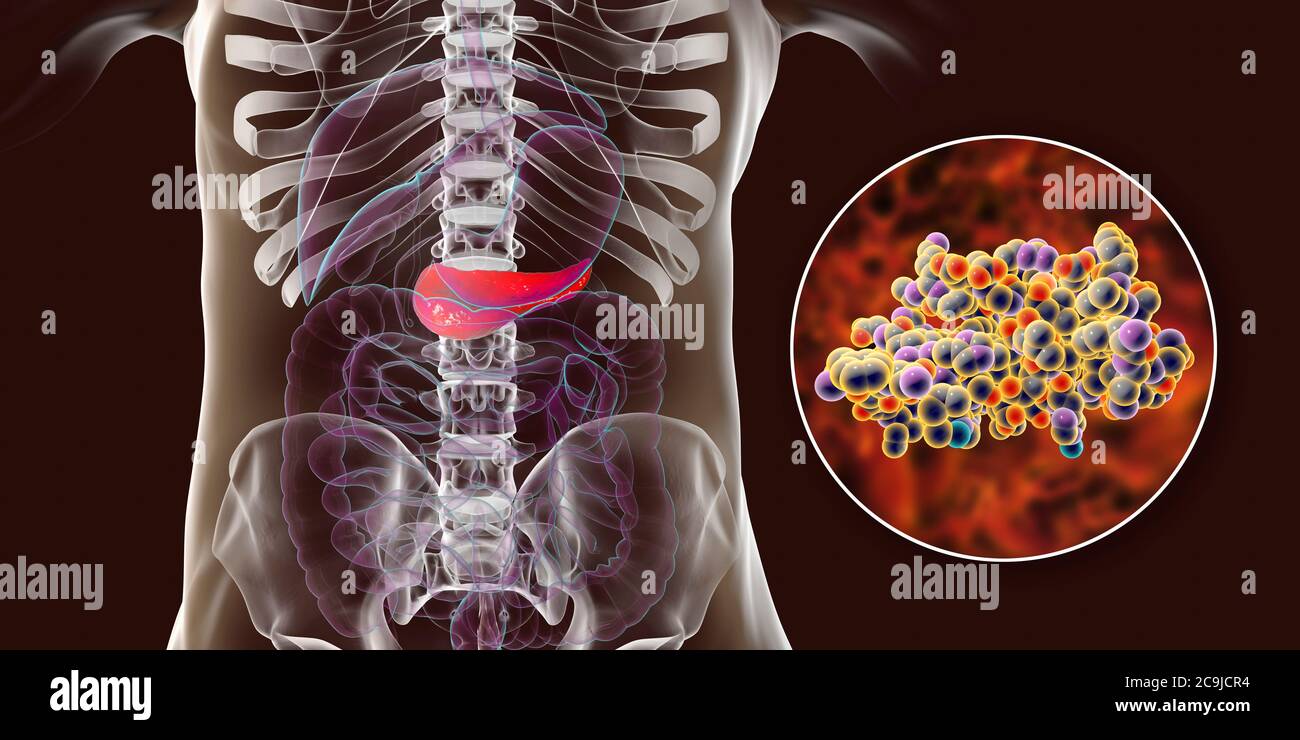 Pancréas humain et vue rapprochée de la molécule d'insuline, illustration informatique. Banque D'Images