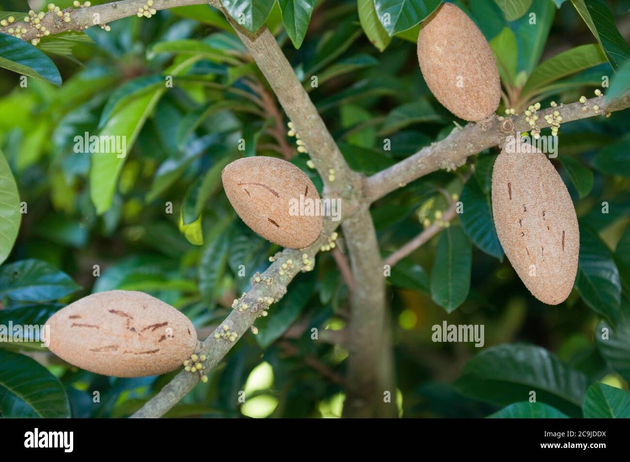 Sapote Mamey. Mise au point sélective. Banque D'Images