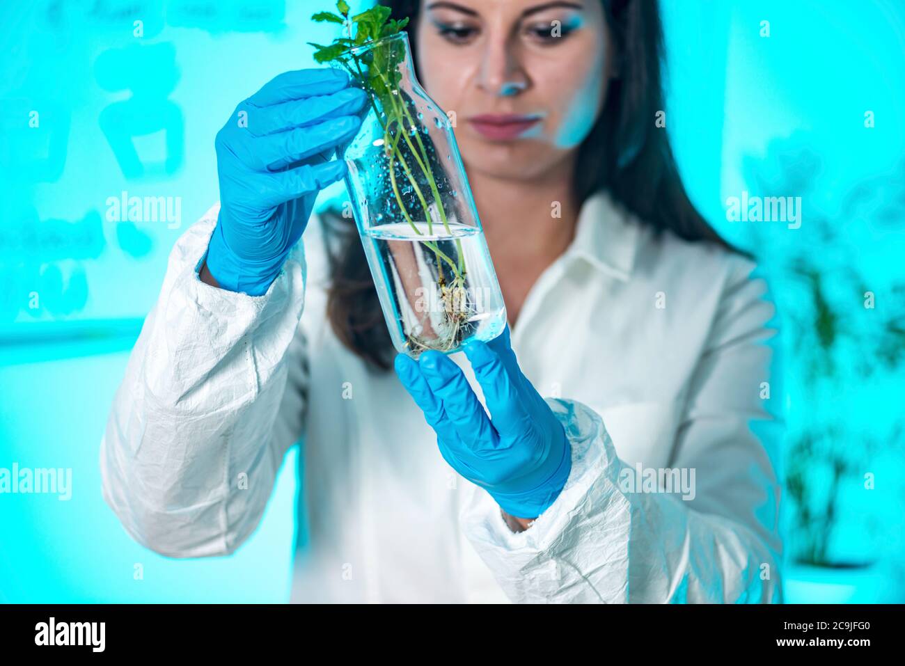 Botaniste examinant un spécimen de plante. Banque D'Images