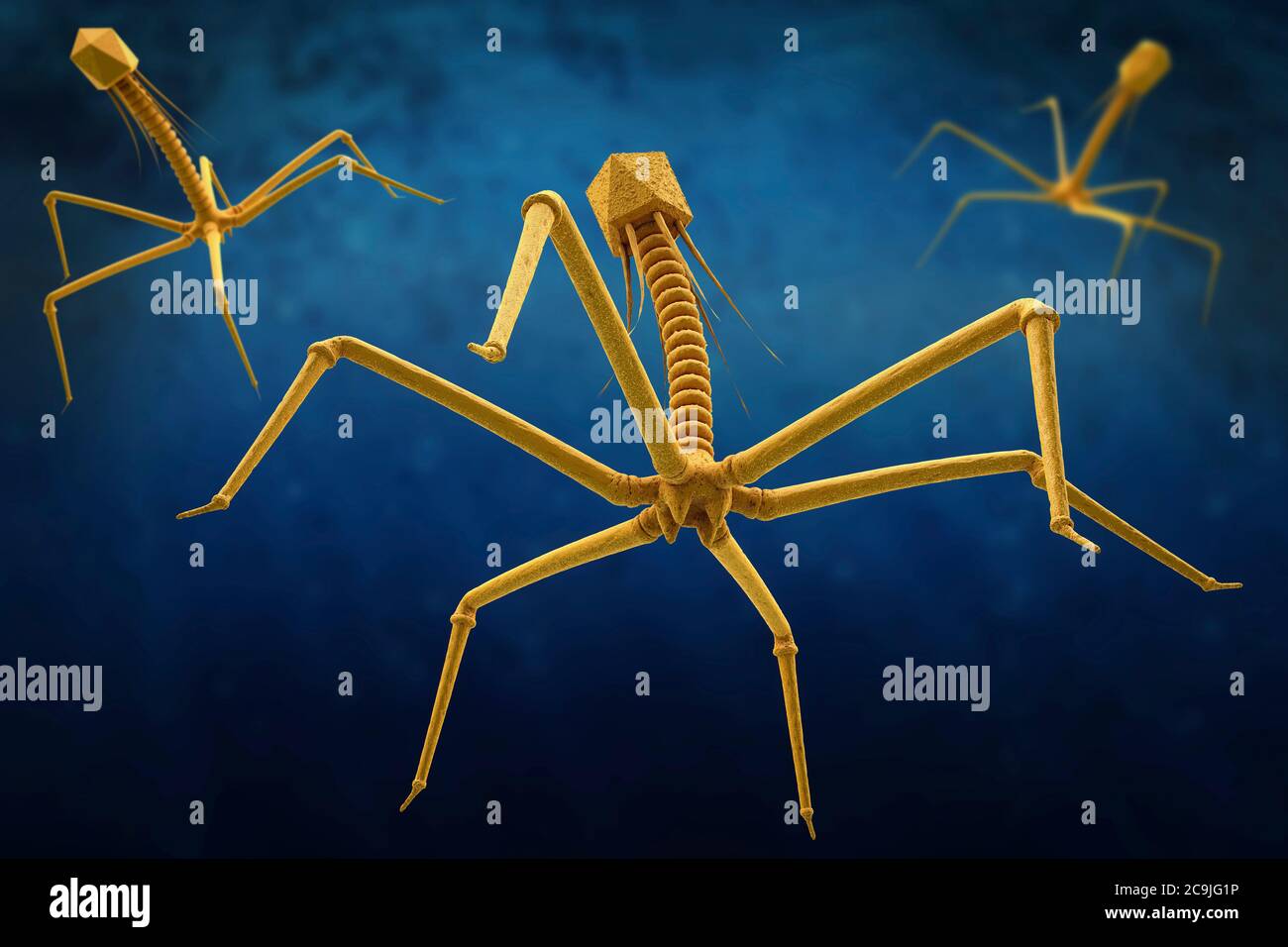 Bactérie bactériophages infectant, illustration. Banque D'Images