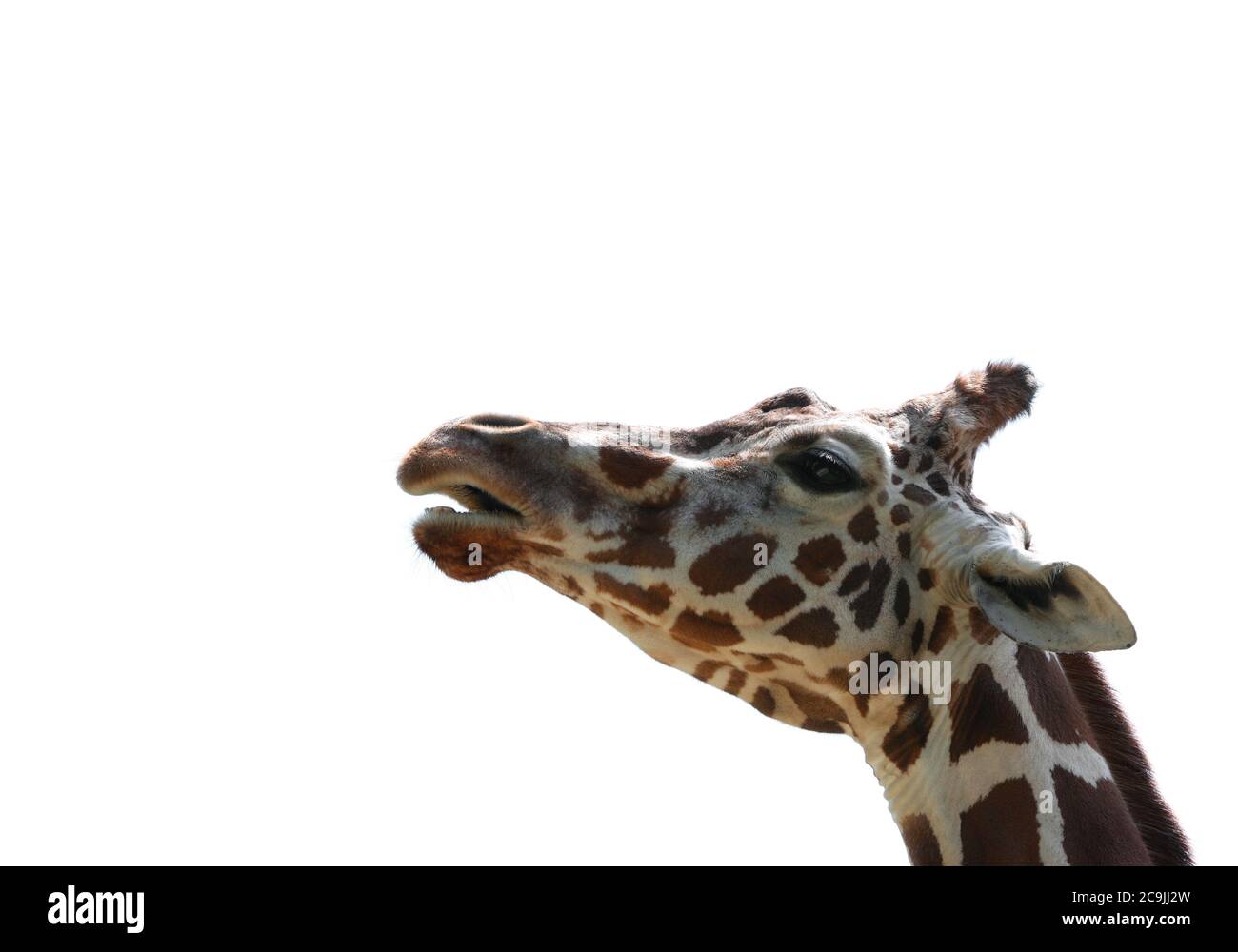 Profil d'une girafe. Banque D'Images
