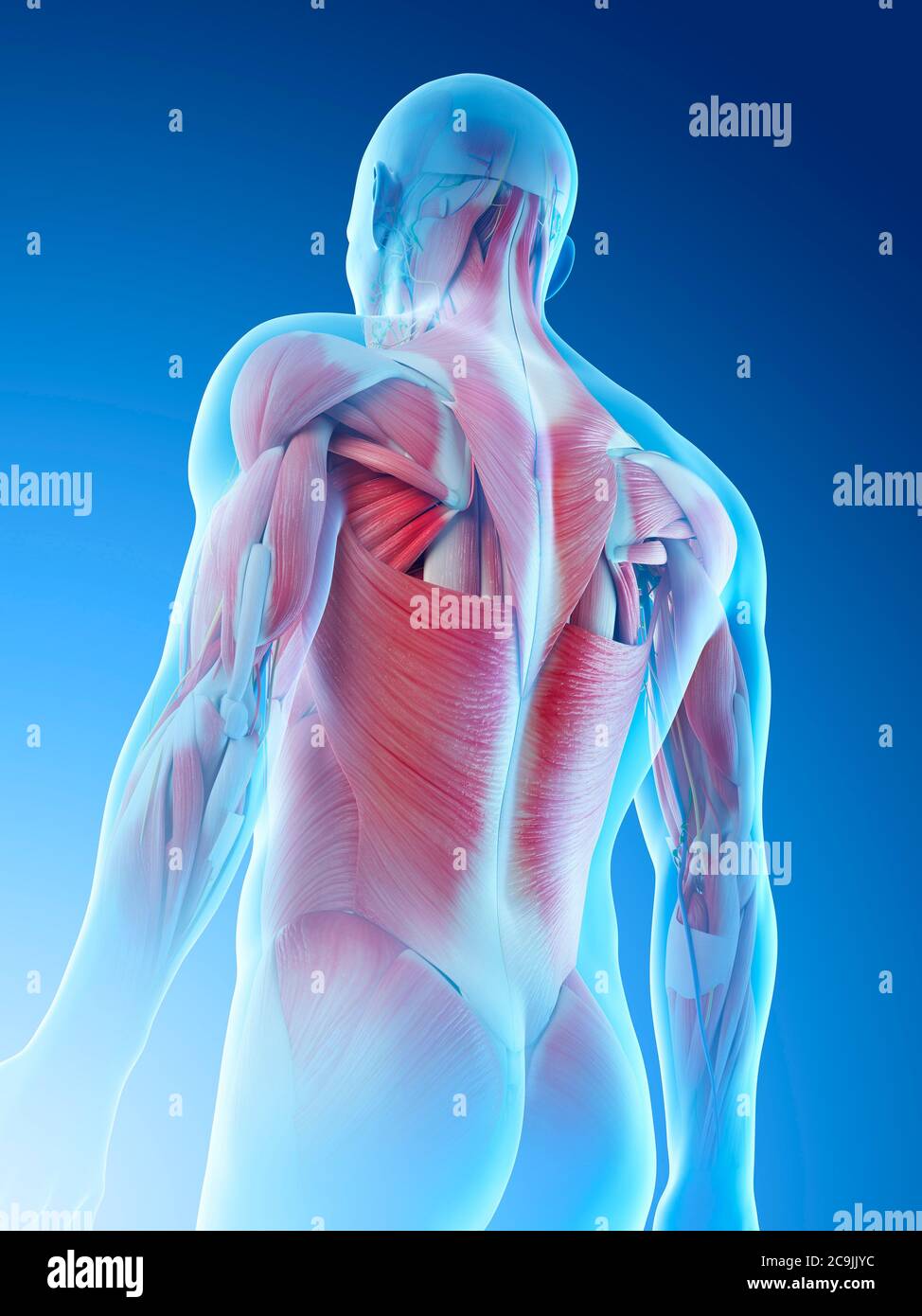 Muscles du dos mâles, illustration informatique. Banque D'Images