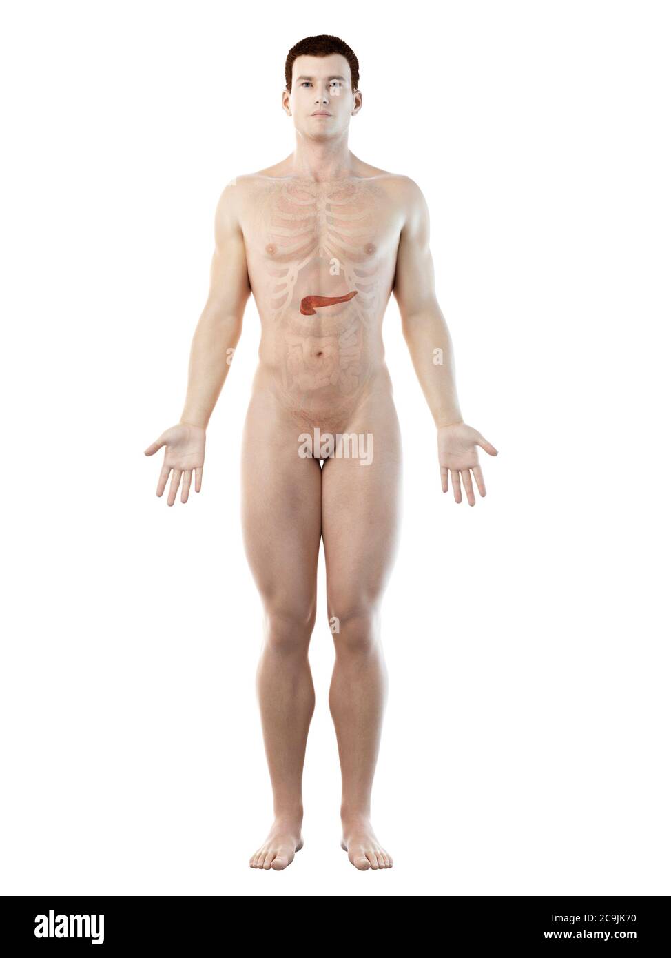 Anatomie du pancréas, illustration informatique. Banque D'Images