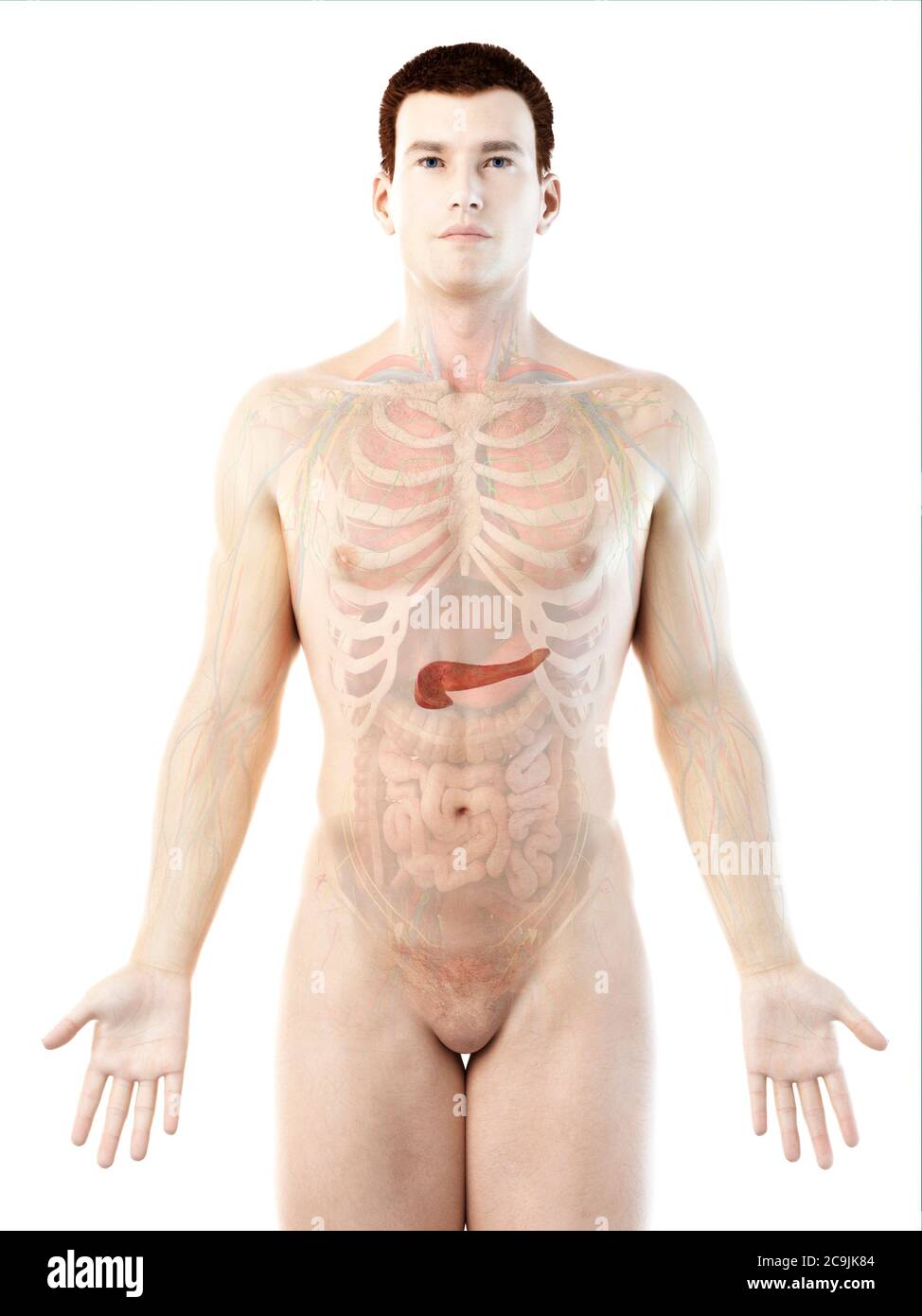 Anatomie du pancréas, illustration informatique. Banque D'Images