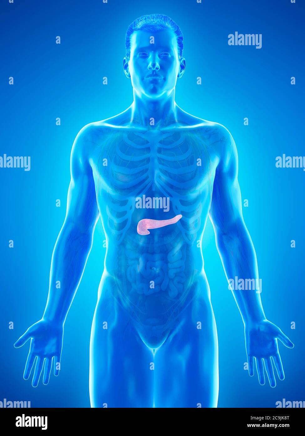 Anatomie du pancréas, illustration informatique. Banque D'Images