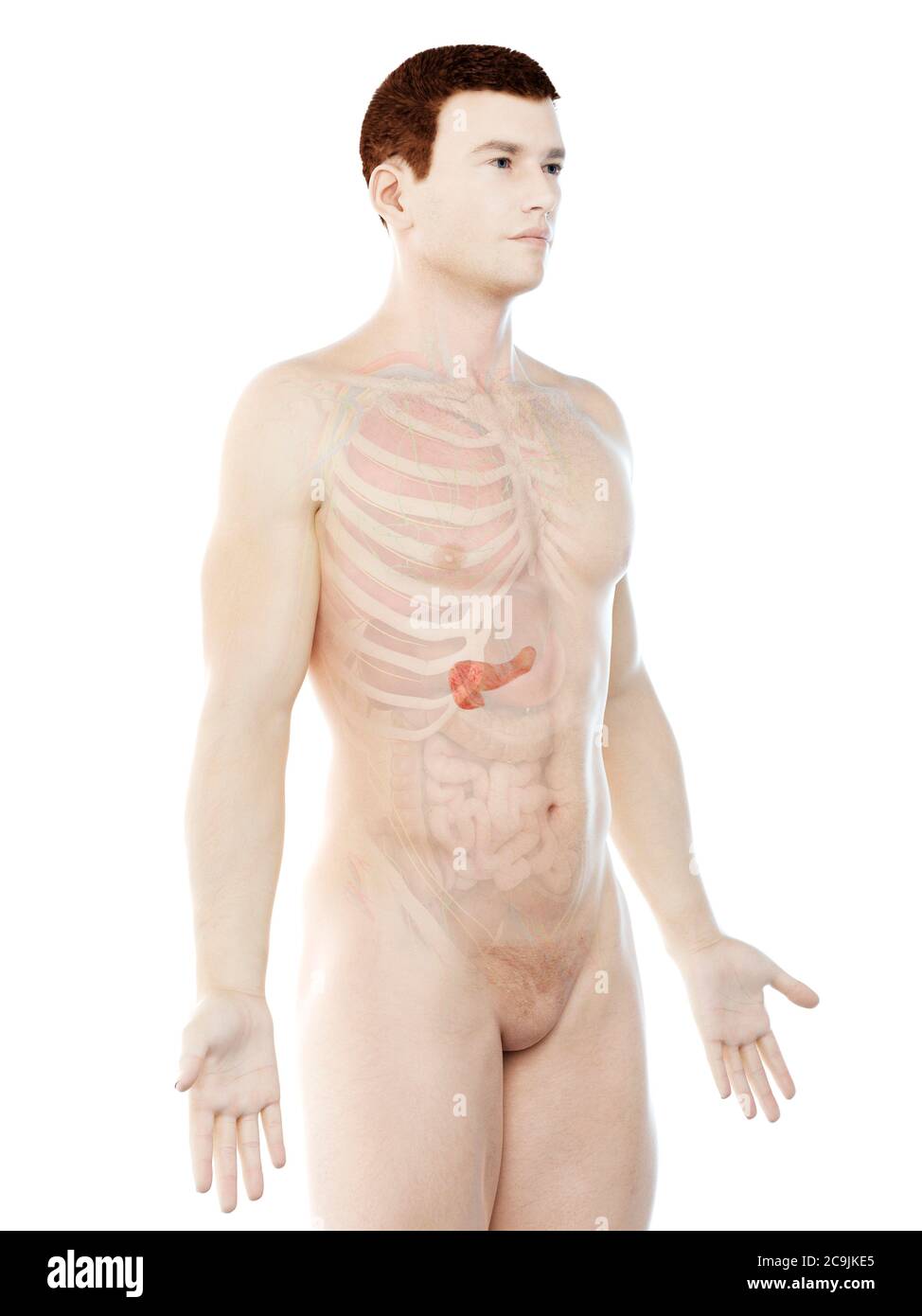 Anatomie du pancréas, illustration informatique. Banque D'Images