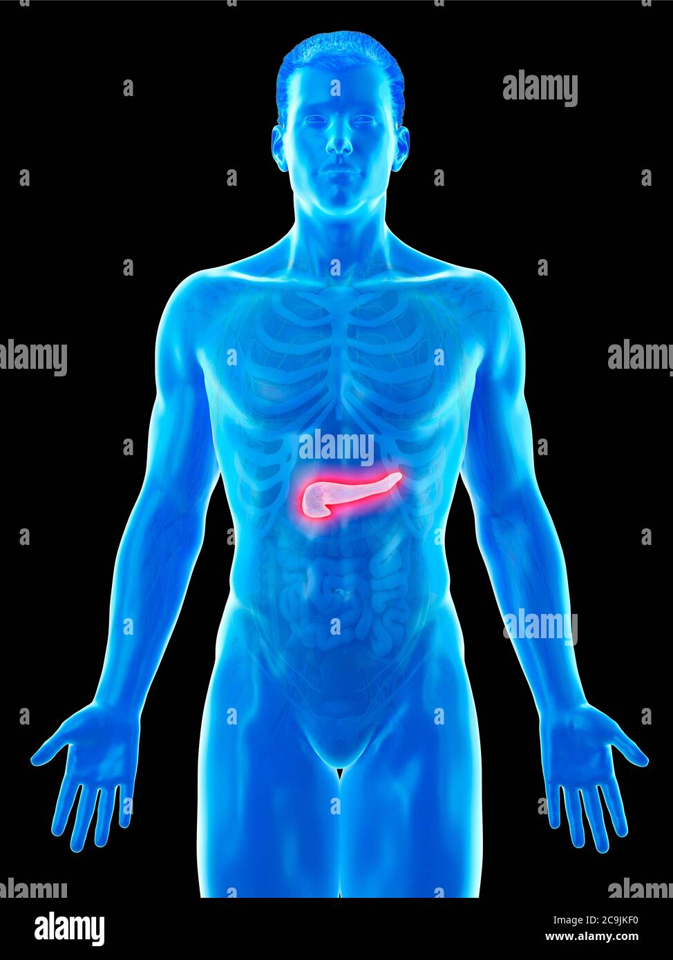 Anatomie du pancréas, illustration informatique. Banque D'Images