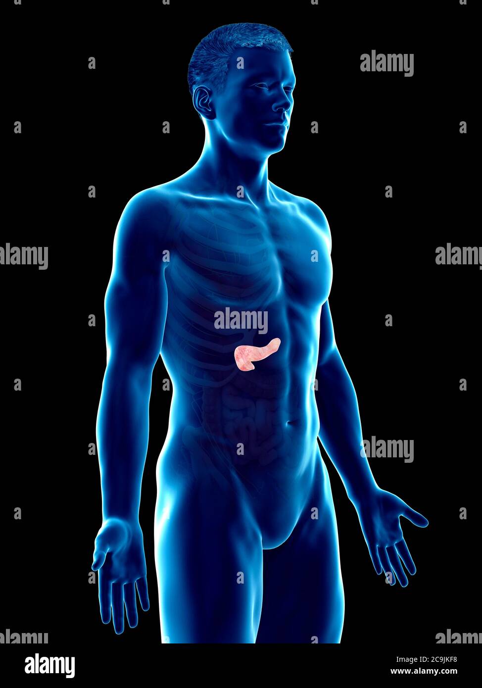 Anatomie du pancréas, illustration informatique. Banque D'Images