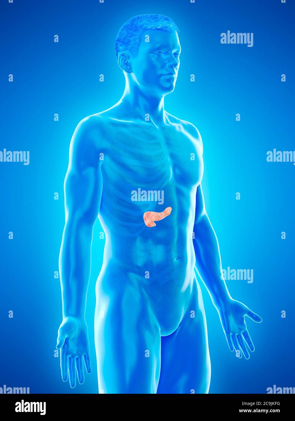 Anatomie du pancréas, illustration informatique. Banque D'Images