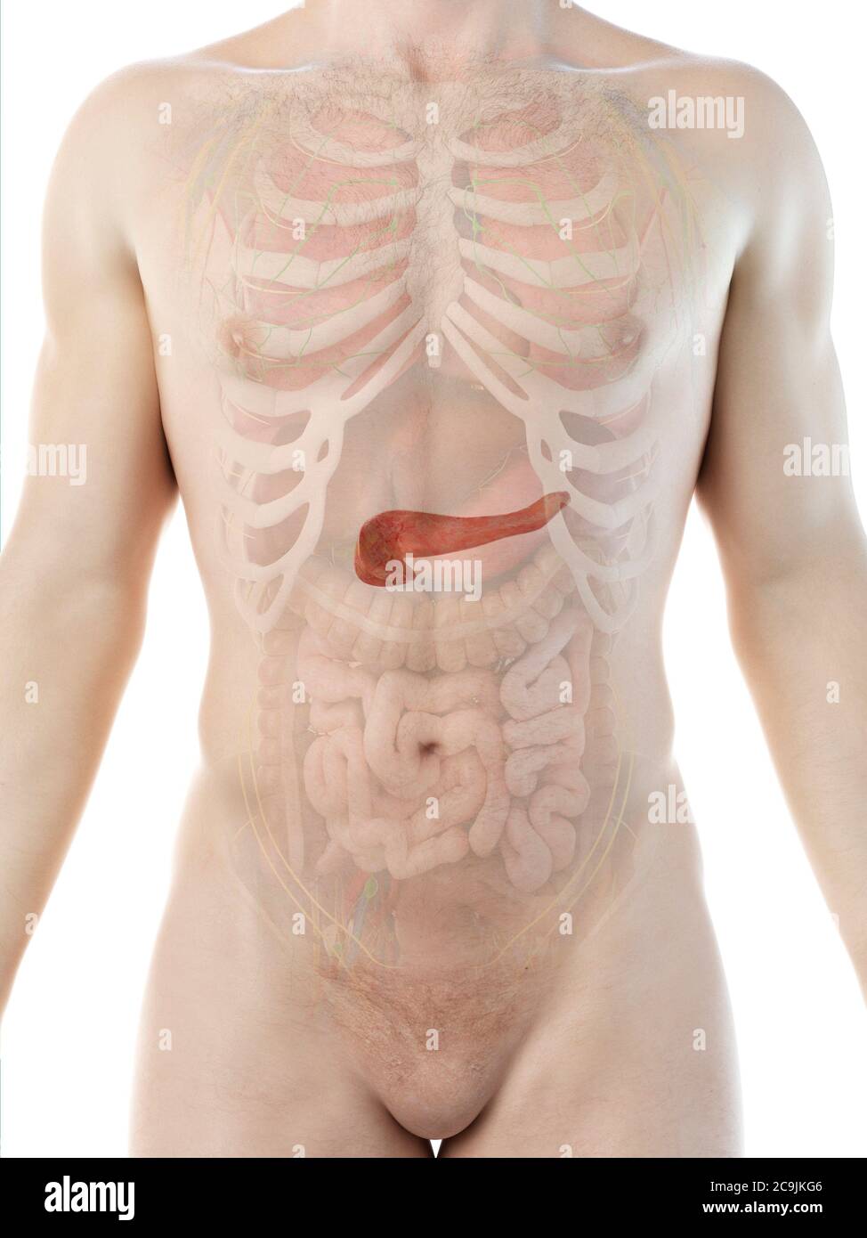 Anatomie du pancréas, illustration informatique. Banque D'Images